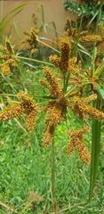 Cyperus alopecuroides