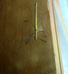 Paraphasma sooretama