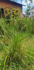 Cyperus alopecuroides