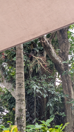 Red-vented Bulbul