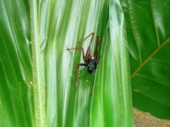 Listroscelidinae