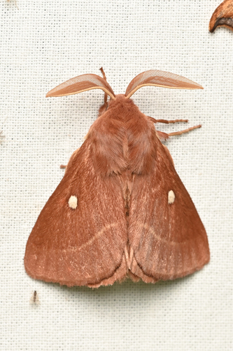 Grass Eggar