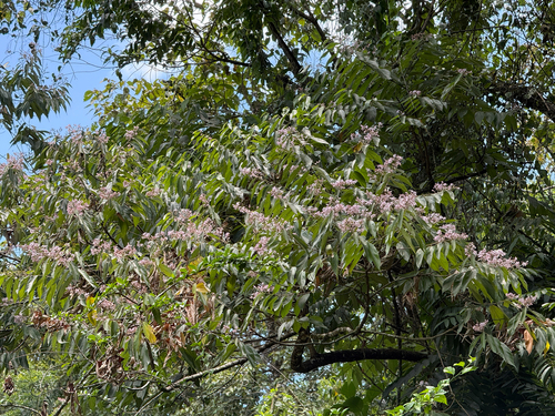 Trichospermum observed 2026-08-10