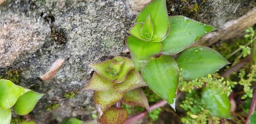 Callisia repens image