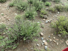 Ocimum burchellianum