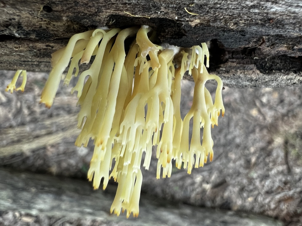 crown-tipped coral fungus · August 2026 · photo: Photo: (c) Mark Richman, some rights reserved (CC BY) · iNaturalist