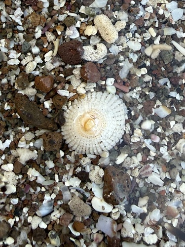 Hipponix grayanus observed 2026-08-02