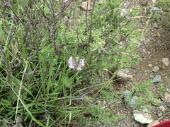 Ocimum burchellianum