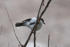 Eopsaltria georgiana