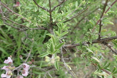 Ocimum burchellianum