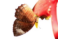 Elymnias hypermnestra