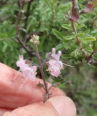Ocimum burchellianum