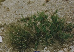 Lepidium subulatum