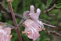 Ocimum burchellianum
