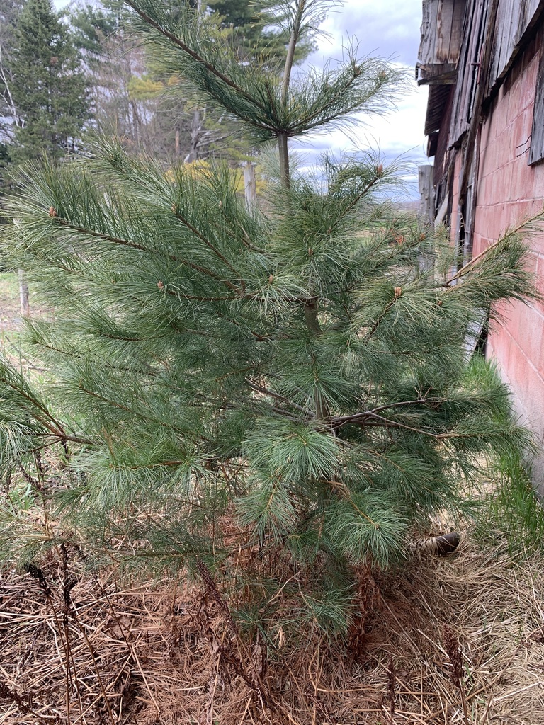 eastern white pine from Town Hall Rd, Lyndonville, VT, US on May 06