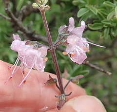 Ocimum burchellianum
