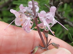 Ocimum burchellianum