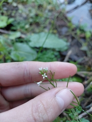 Cardamine flexuosa, photograph author not stated, no rights reserved