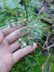 Cardamine flexuosa, photograph author not stated, no rights reserved