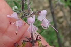 Ocimum burchellianum
