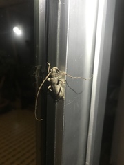 Stromatium longicorne