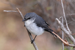 Eopsaltria georgiana