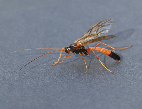 Opheltes glaucopterus photo 5