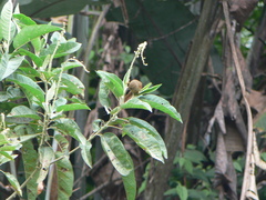 Anabacerthia variegaticeps