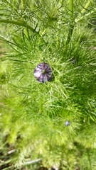 Nigella damascena