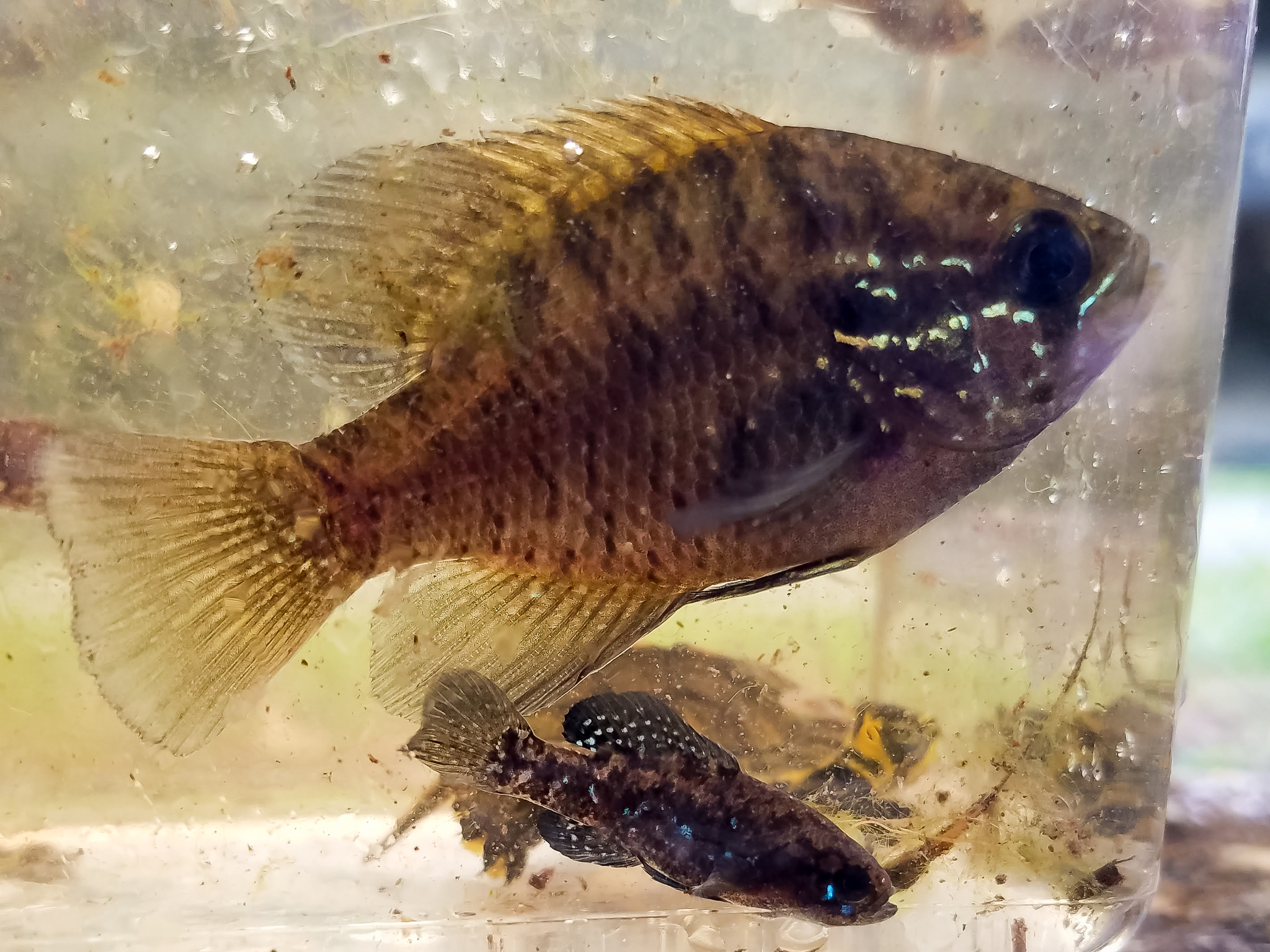 Banded Sunfish Costume