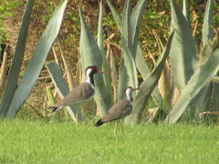 Vanellus indicus