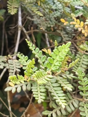 Weinmannia tomentosa