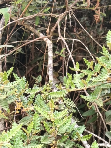 Weinmannia tomentosa, photograph 2