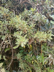 author not stated, no rights reserved Weinmannia tomentosa, photograph author not stated, no rights reserved
