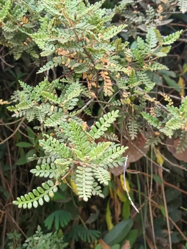Weinmannia tomentosa, photograph 4