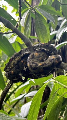 Central American Eyelash-Viper