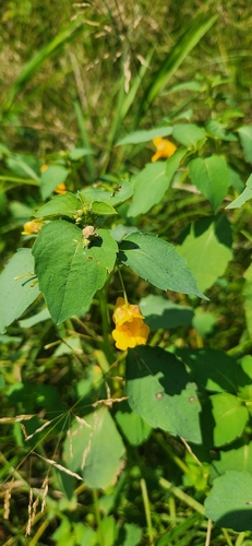 common jewelweed