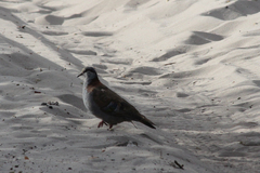 Phaps elegans
