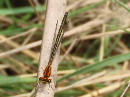 Eastern Forktail