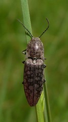 Actenicerus siaelandicus