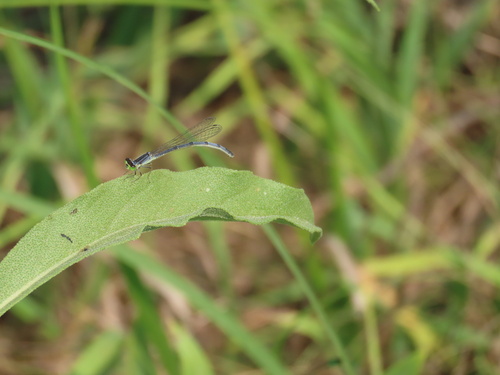 Eastern Forktail