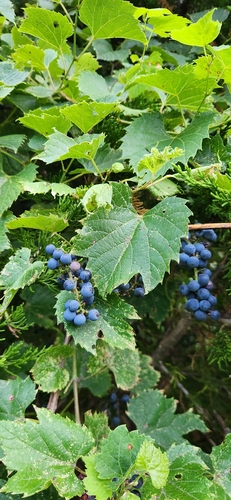 riverbank grape