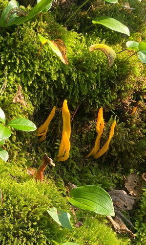 Golden Spindles