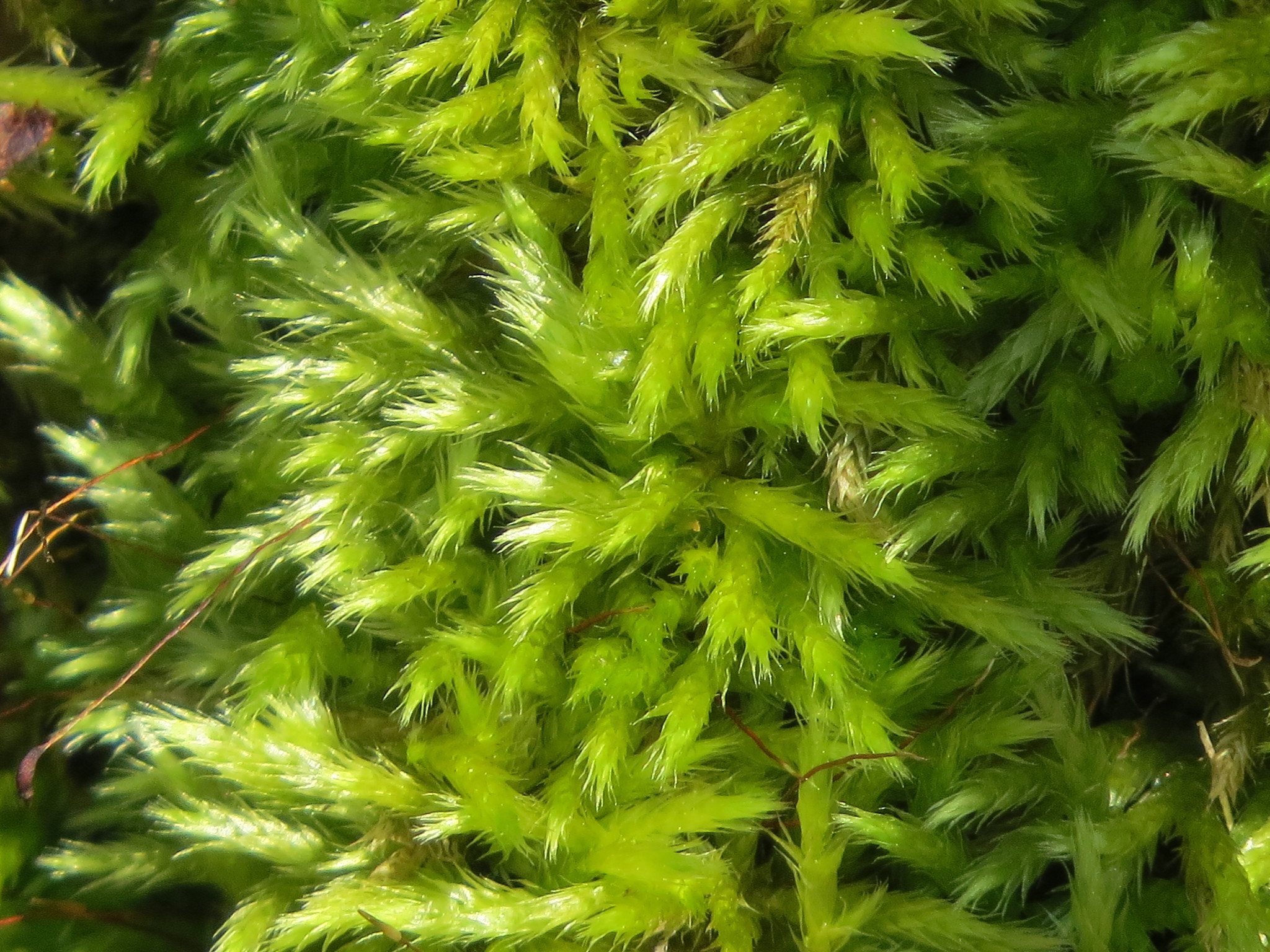 Callicladium haldanianum