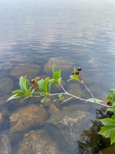 black chokeberry