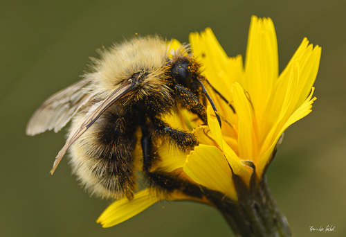 Common Carder Bumble Bee