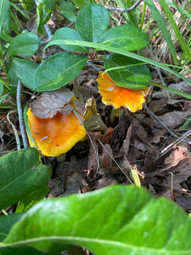 Common Gilled Mushrooms and Allies