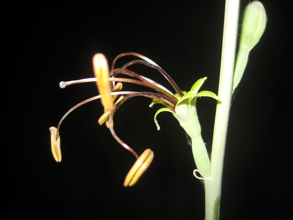 Manfreda chamelensis