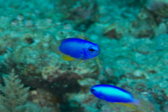 Pomacentrus micronesicus