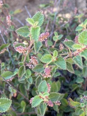 Acalypha californica